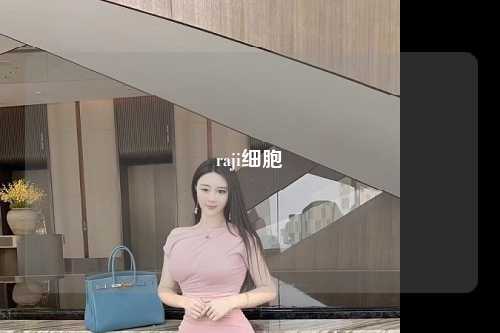 raji细胞