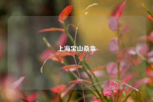 上海宝山桑拿